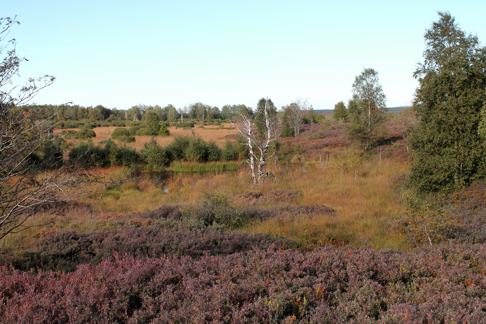 Herbst im hohen Venn