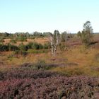 Herbst im hohen Venn