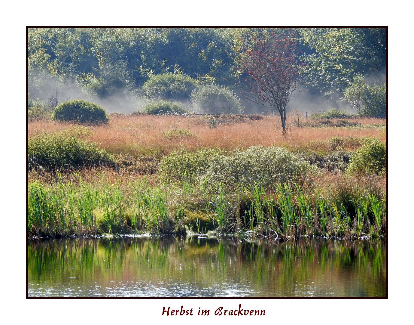 Herbst im Hohen Venn