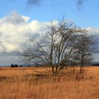 Herbst im hohen Venn