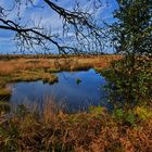 Herbst im Hohen Venn