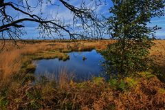 Herbst im Hohen Venn