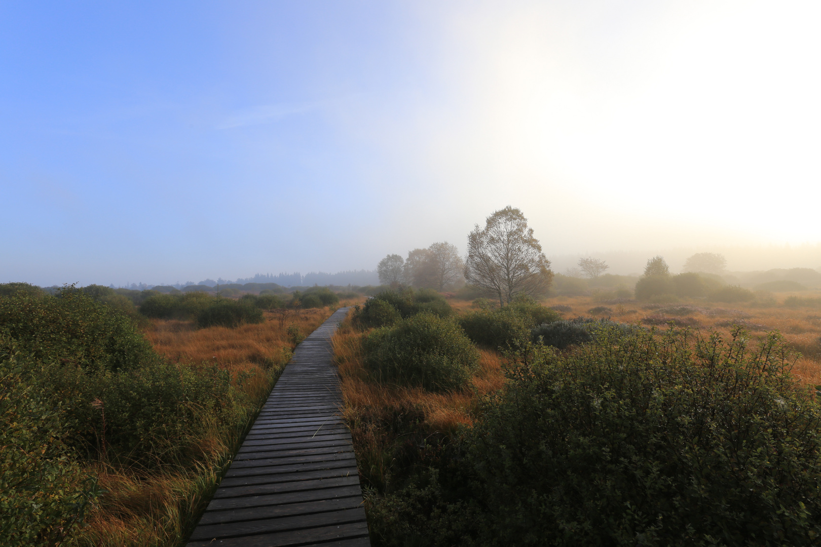 Herbst im Hohen Venn