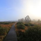 Herbst im Hohen Venn