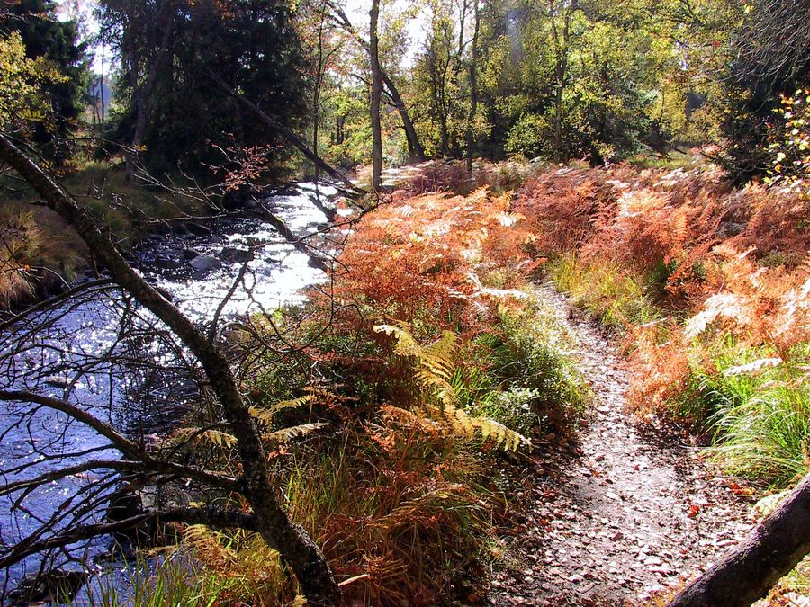 Herbst im Hohen Venn bei Monschau in der Eifel