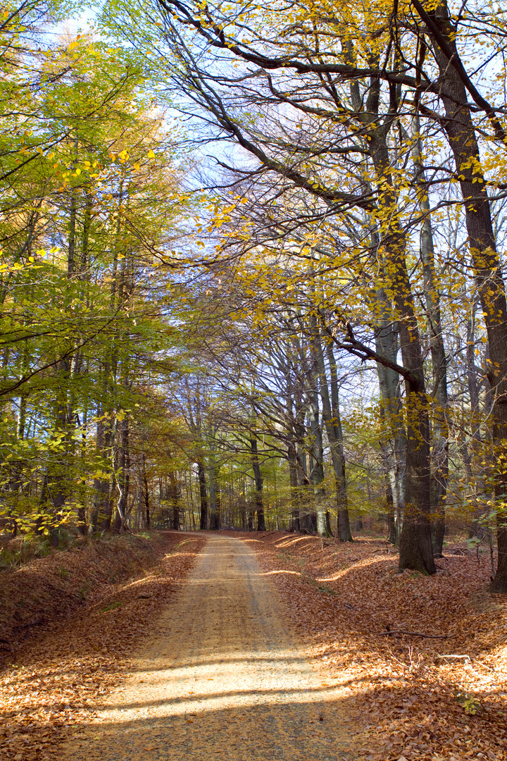 Herbst im Hürtgenwald