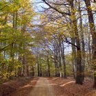 Herbst im Hürtgenwald