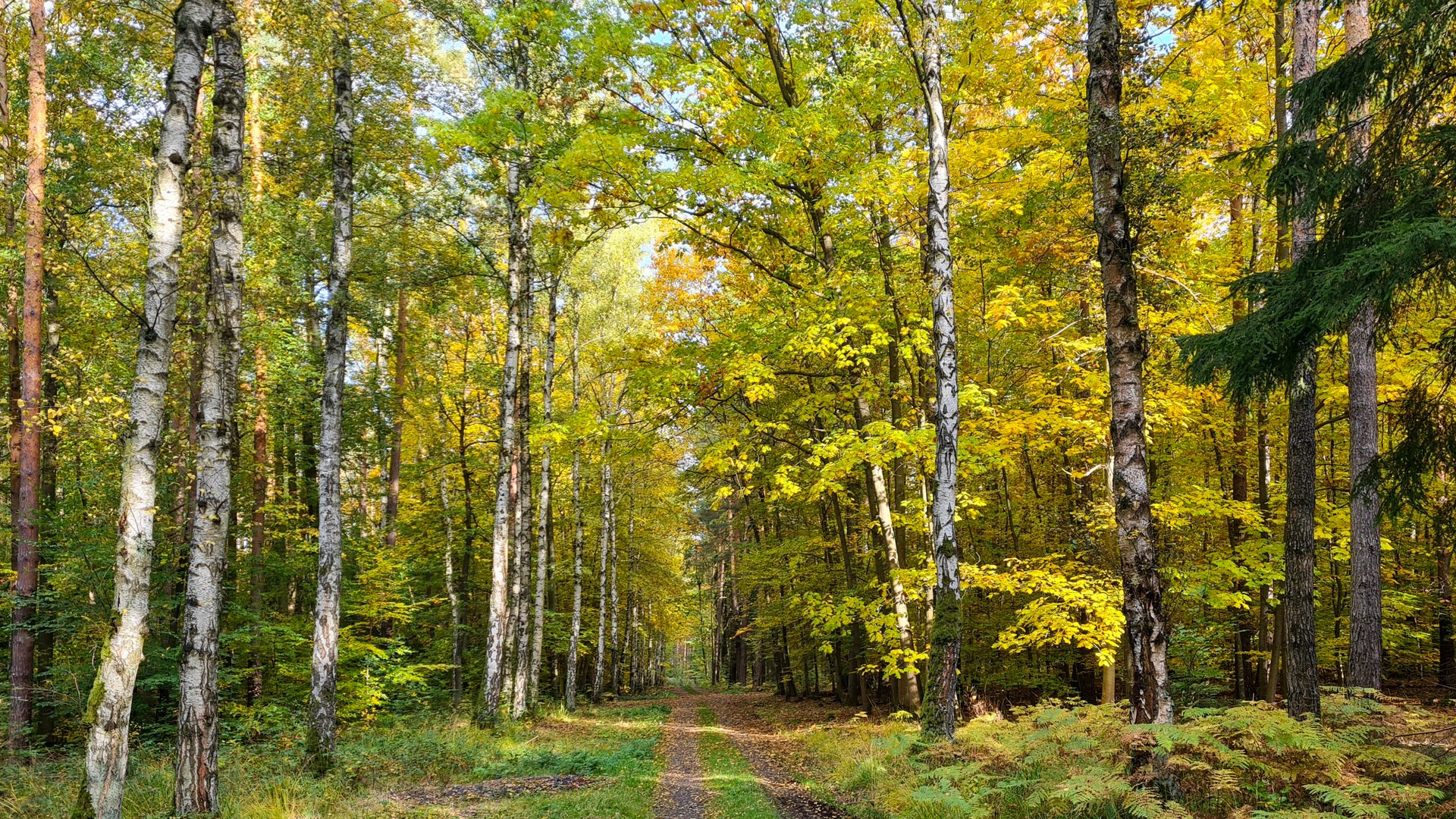 Herbst im Hummelshainer Forst (Saale-Holzland-Kreis)