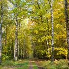 Herbst im Hummelshainer Forst (Saale-Holzland-Kreis)