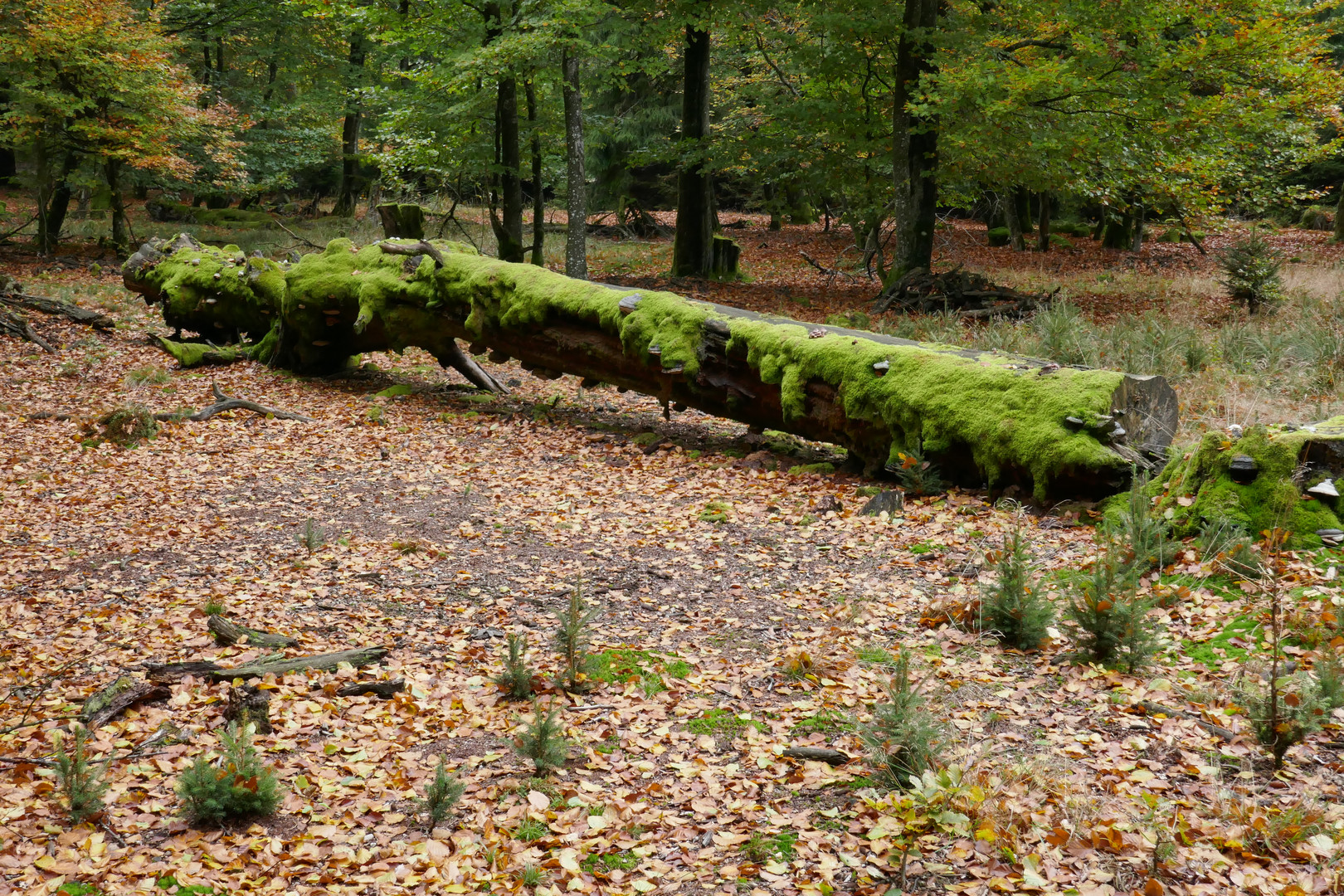 Herbst im Hunsrück