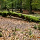 Herbst im Hunsrück