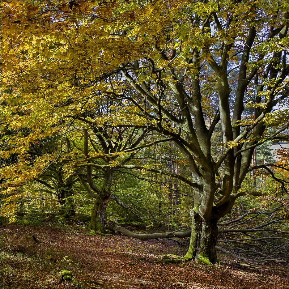 Herbst im Hutebuchenwald bei Bad Wildungen
