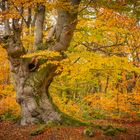 Herbst im Hutewald