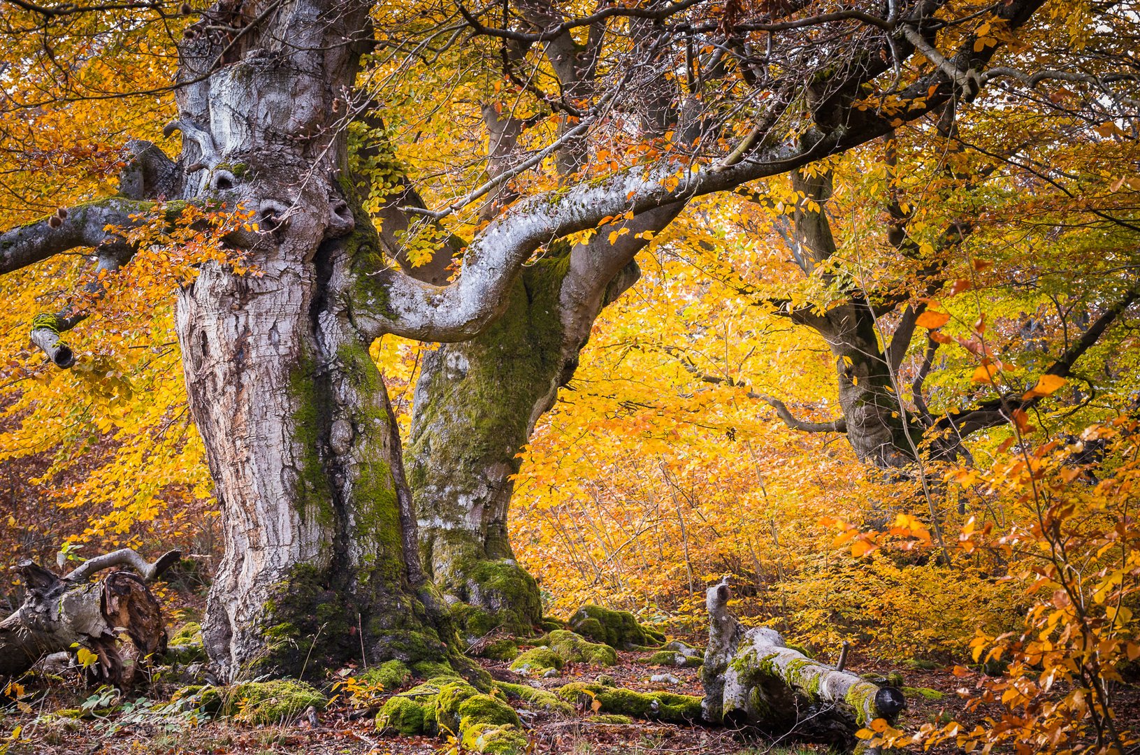 Herbst im Hutewald