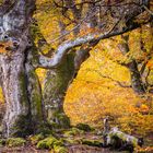 Herbst im Hutewald