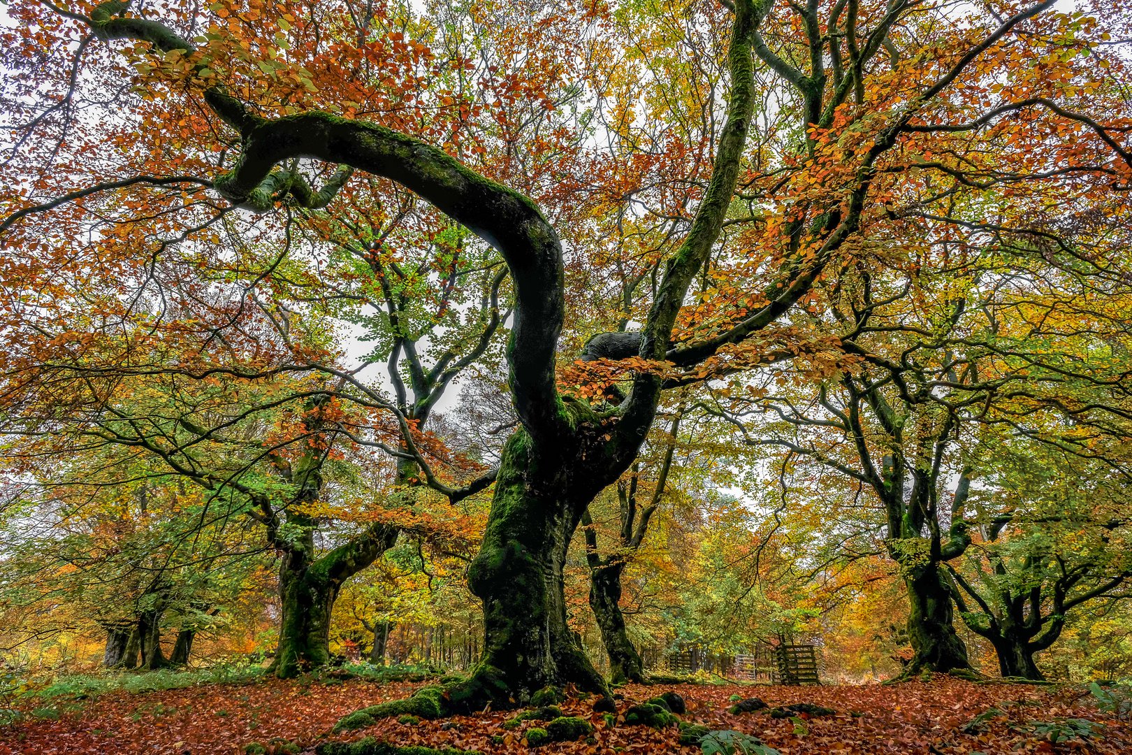 Herbst im Hutewald