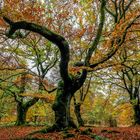 Herbst im Hutewald