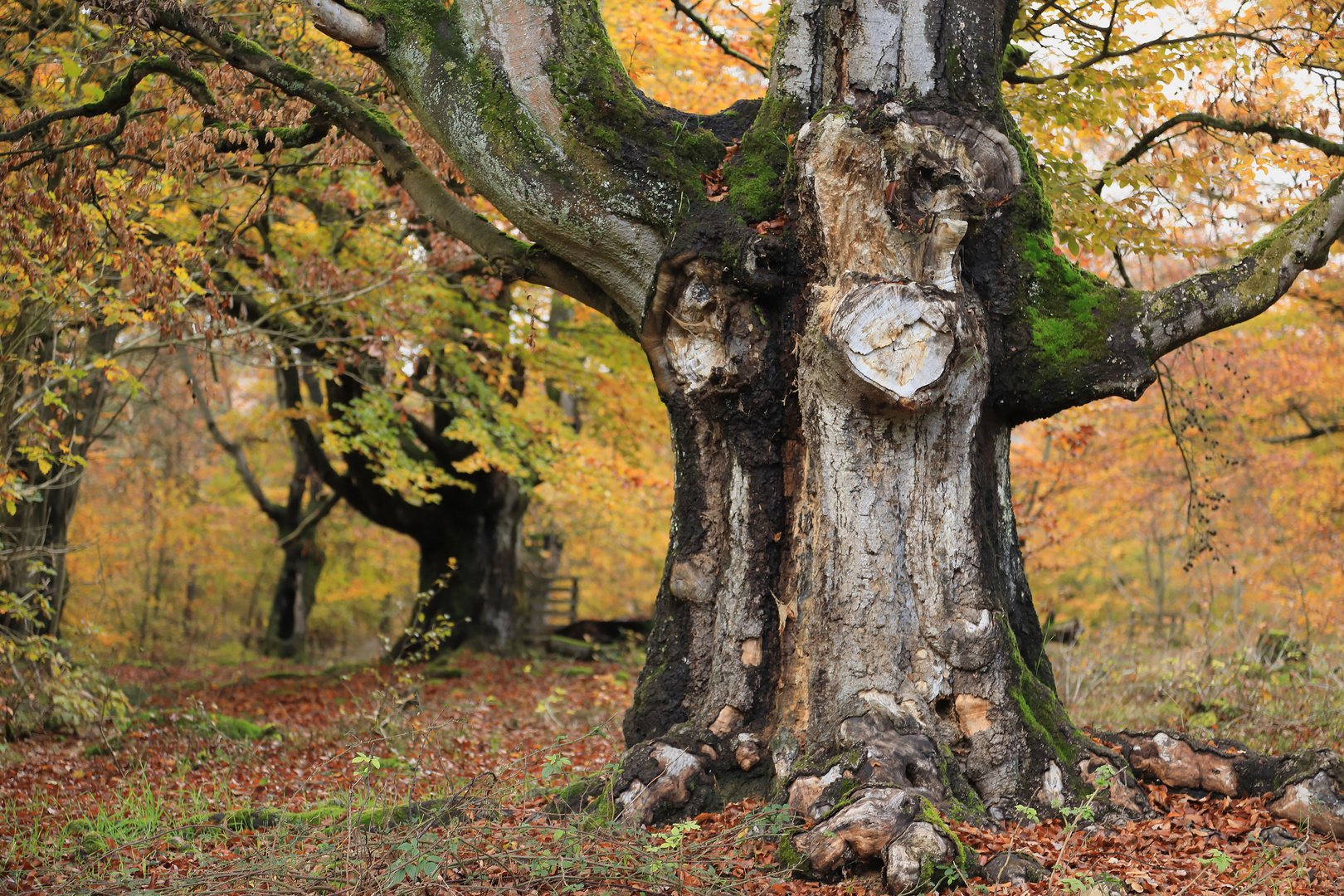 Herbst im Hutewald 