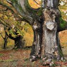 Herbst im Hutewald 