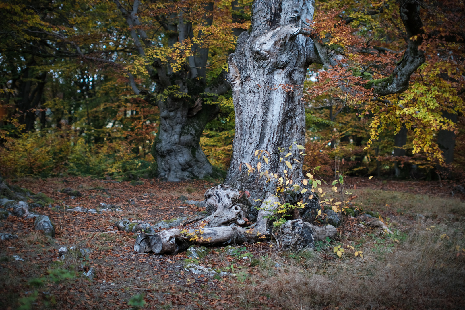 Herbst im Hutewald Halloh