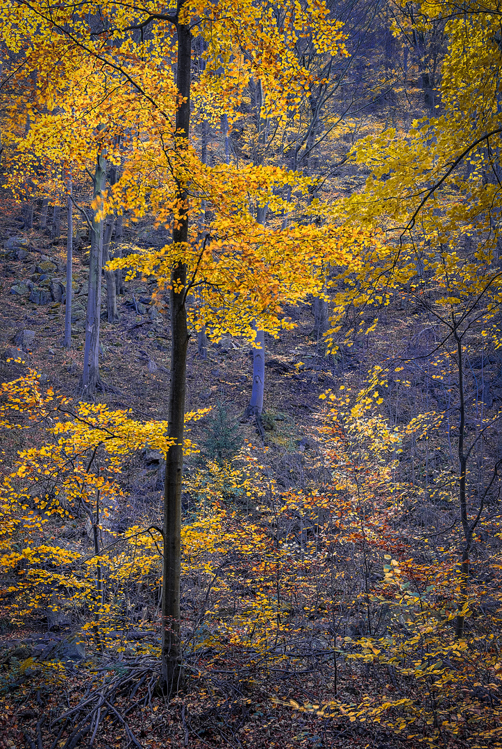 Herbst im Ilsetal