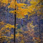 Herbst im Ilsetal