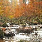 Herbst im Ilsetal