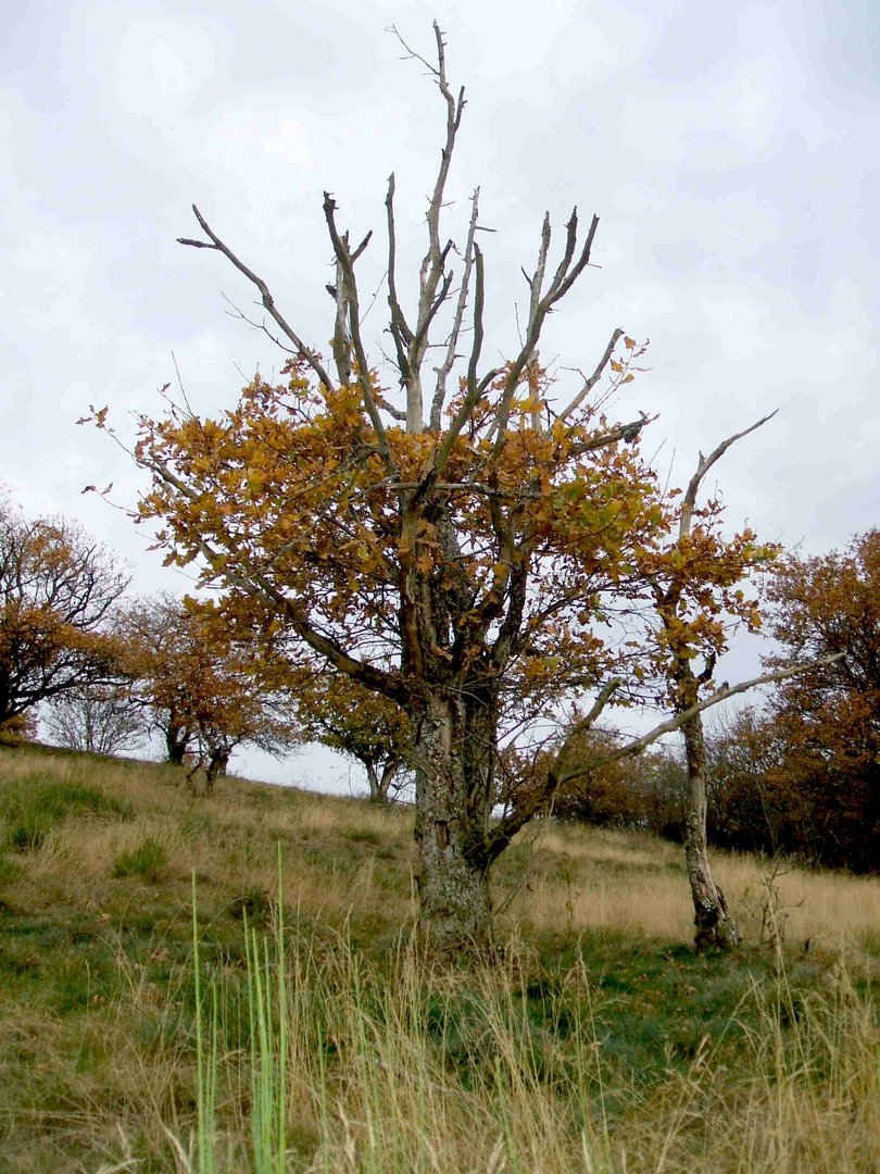 Herbst im Irsental 3