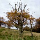 Herbst im Irsental 3