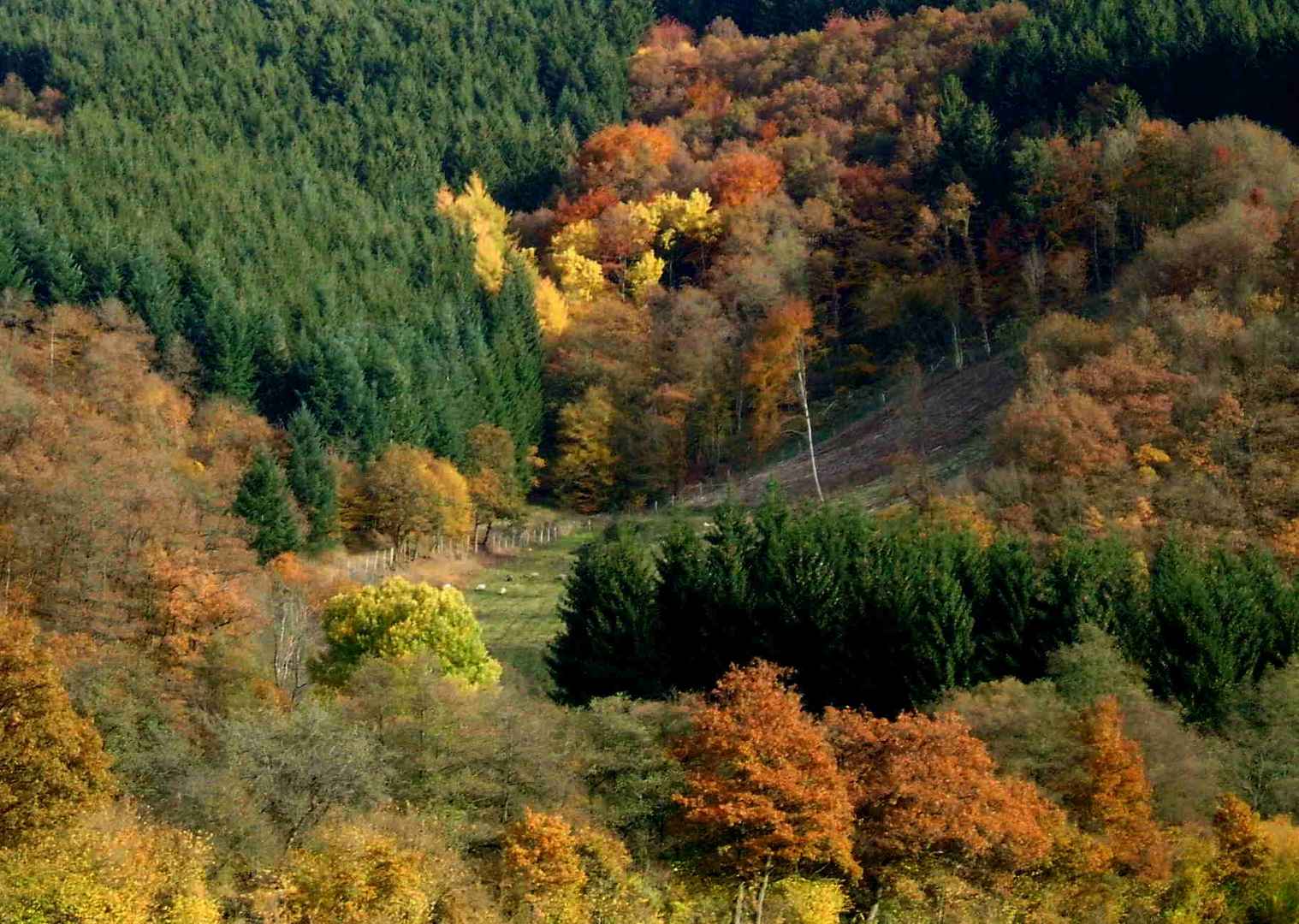 Herbst im Irsental 5 - Weidende Schafe