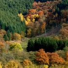 Herbst im Irsental 5 - Weidende Schafe