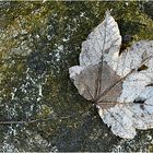 Herbst im Januar 