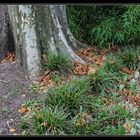 Herbst im Japanischen Garten