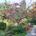 Herbst im japanischen Garten Leverkusen 2