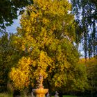 Herbst im japanischen Garten Leverkusen