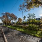 Herbst im Kaiser-Wilhelm-Ring - Mainz (II)