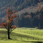 Herbst im Kandertal