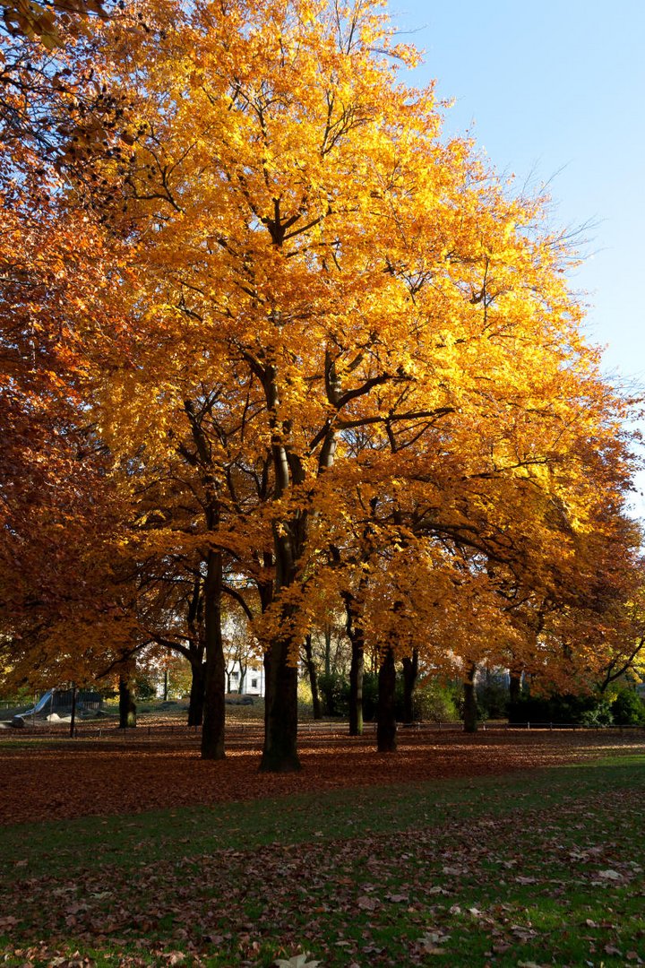 Herbst im Kantpark 01