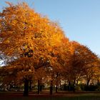 Herbst im Kantpark 03