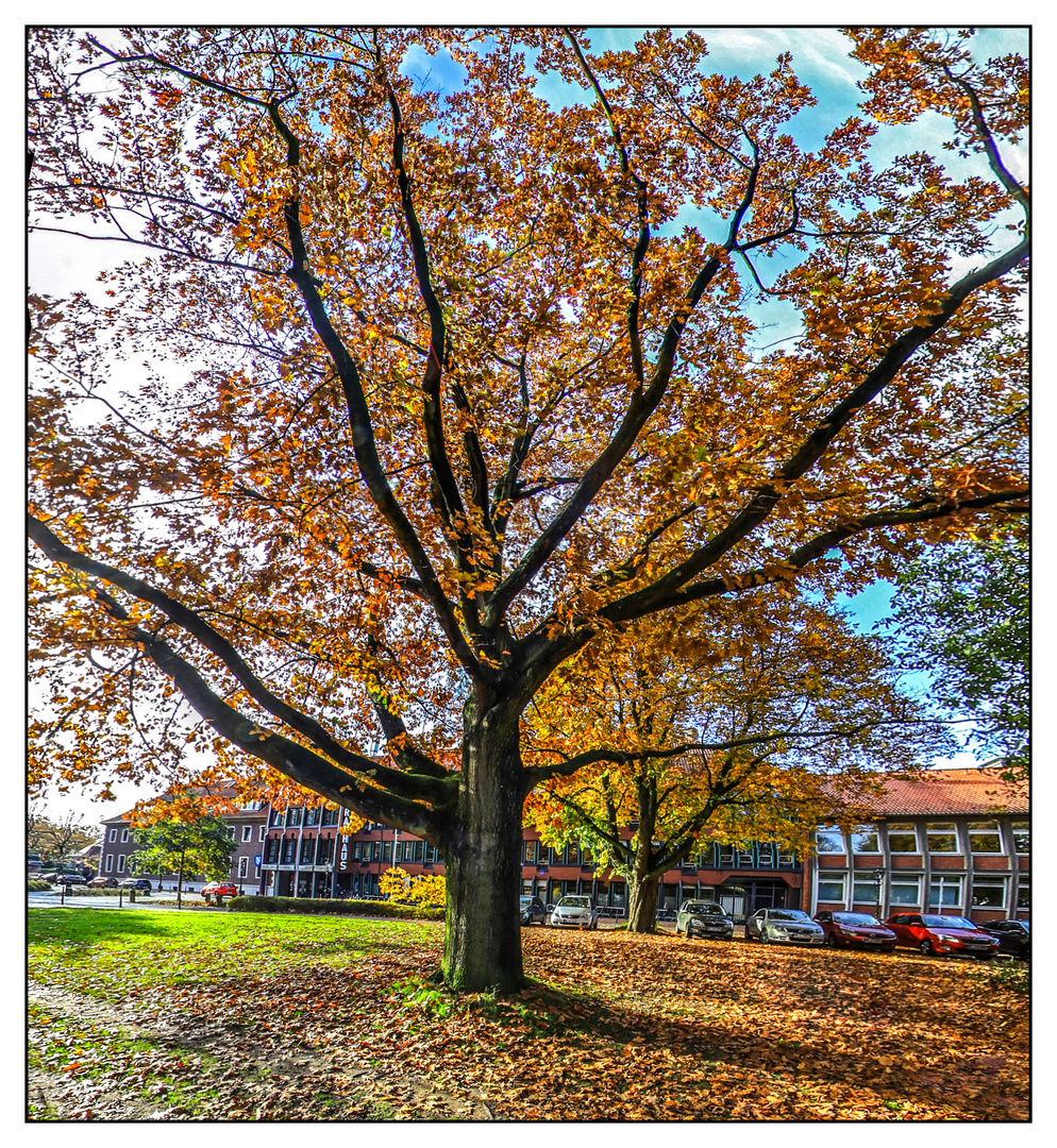 Herbst im Kardinal-von-Galen-park 