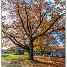 Herbst im Kardinal-von-Galen-park 