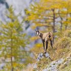 Herbst im Karwendel