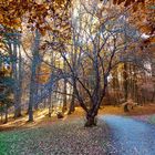 Herbst im Kassel, Schloßpark Wilhemshöhe