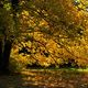 Herbst im Kees schen PARK