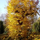 Herbst im Kehdinger Land