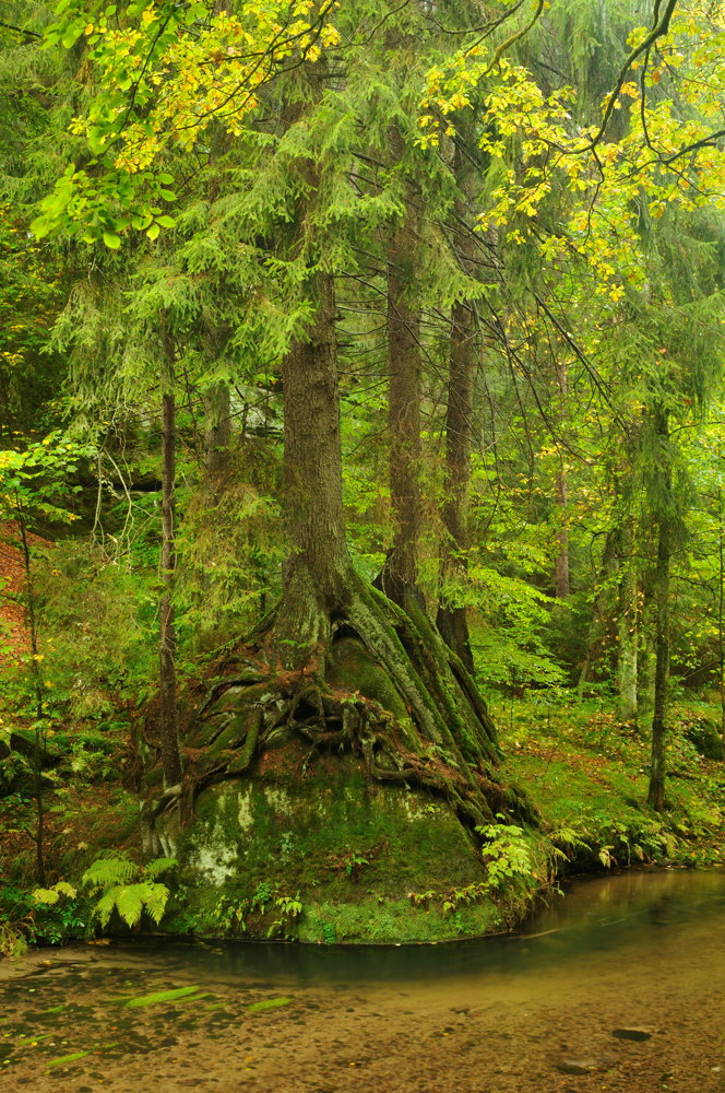 Herbst im Kirnitzschtal