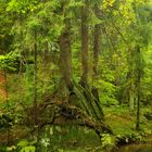 Herbst im Kirnitzschtal