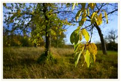 Herbst im Kirschbaum