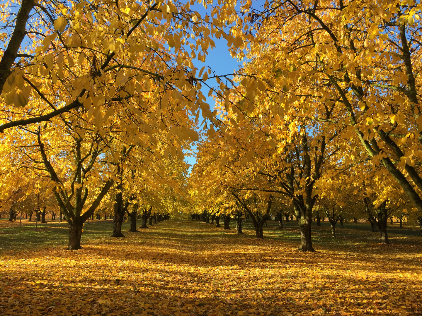 Herbst im Kirschenhain