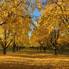 Herbst im Kirschenhain